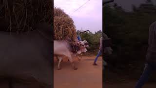 Very powerful Ongole gittalu  Ongole bulls  heavy load pulling bulls shortsbullcowbullockcart [upl. by Kelwen]