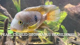 pearl cichlid Geophagus brasiliensis [upl. by Naesyar]