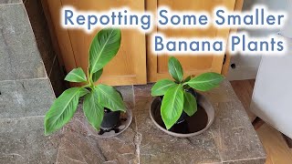 Baby Banana Plant Repotting  Musa Sikkimensis Dwarf Cavendish and Ice Cream Blue Java Bananas [upl. by Lezley]