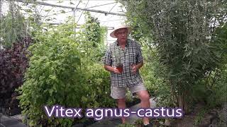 Vitex una planta que ayuda con la regla las hormonas femeninas infertilidad y la menopausia [upl. by Aeet]