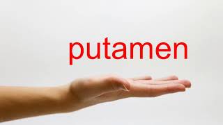 How to Pronounce putamen  American English [upl. by Shewmaker717]