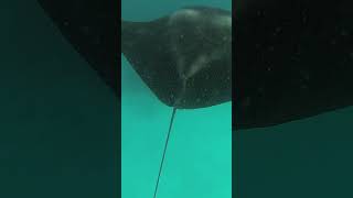 🇲🇻 Manta Ray Snorkeling 🤿  Maldives 🏝 reef 4kvideo coral coralreefvideo maldives [upl. by Acihsay]