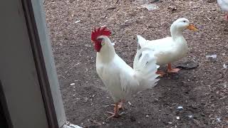 Recorded Leghorn Rooster Crowing [upl. by Nivled]