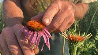 How to grow Echinacea purpurea [upl. by Dachy864]