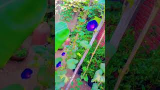 Buetiful morning glory flowers New trending short garden trending viralvideo camellia bloomin [upl. by Barb137]