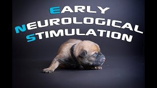 Early Neurological Stimulation  Raising Puppies [upl. by Valsimot805]