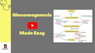 7 Gluconeogenesis Steps and Regulation [upl. by Moor]