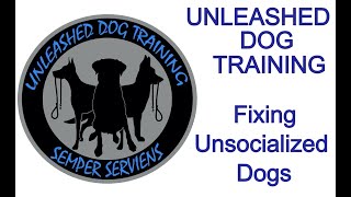 Unsocialized Dog Training [upl. by Noemys]