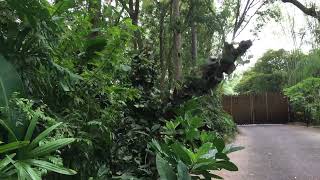 DiVine the Walking Live Vine Returns to Animal Kingdom [upl. by Ecinahc]