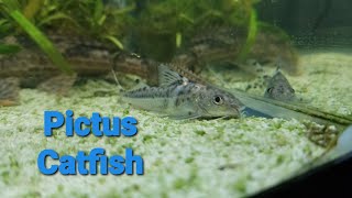 Pictus Catfish facts [upl. by Elvin]