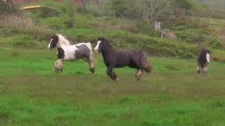 How To Control Docks Buttercups Rushes and Moss In Grassland Without Herbicides [upl. by Emad]