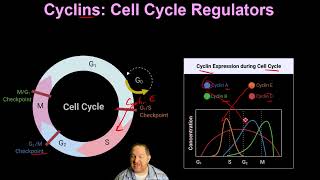 20 Cell Cycle Control and Cancer [upl. by Euk]