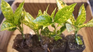 Aucuba Japonica Gold Dust Ornamental Foundation Plant for Japanese Gardens March 2021 4K ASMR [upl. by Mowbray]