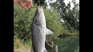 Striped bass fishing in Sacramento river [upl. by Frasquito]