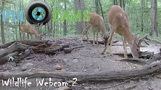 PixCamscom Wildlife Cam 2 Live Stream [upl. by Carolin]