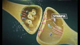 synapse between two neurons cell😶‍🌫️😶‍🌫️😶‍🌫️ biology ncert shortfeed neetbiologyquiz [upl. by Cypro519]