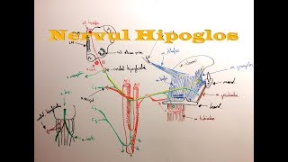 Nervul HIPOGLOS [upl. by Nonad]