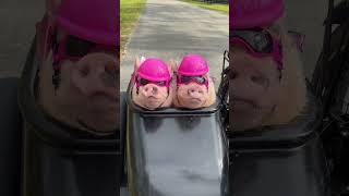 Pretty in Pink Pigs Ride Passenger on EBike [upl. by Guendolen]