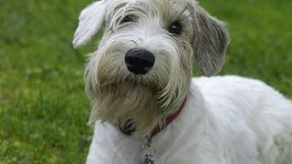 Sealyham Terrier  Силихем терьер [upl. by Anirahc428]