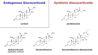 Glucocorticoids Mechanisms and Side Effects [upl. by Ylenats]