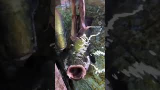 feeding chicken to arapaima fishfish [upl. by Haff]