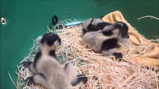 Black amp White Ruffed Lemur Babies 1 day old [upl. by Quirita839]