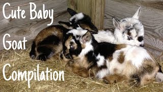 Cute Baby Goat Compilation [upl. by Sillyrama]