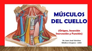 🥇 MÚSCULOS DEL CUELLO Fácil Rápido y Sencillo [upl. by Arlee]