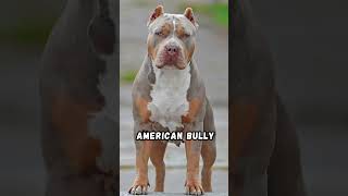 Top 5 Types of Pitbull Dogs pitbull dogspecies dog [upl. by Joselow]