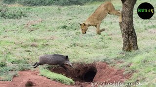 शायद आज इस warthog का आखिरी दिन होने वाला है  lion vs warthog  lion  animals  wildebeest [upl. by Yelrebmyk]