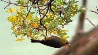 Silvereyes feeding in Bursaria spinosa [upl. by Orag667]