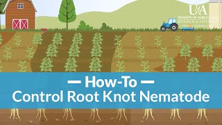 How to Control Root Knot Nematode [upl. by Ecirual954]