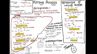 Ketone bodies  ketogenesis and ketone metabolism In hindi [upl. by Fellows]