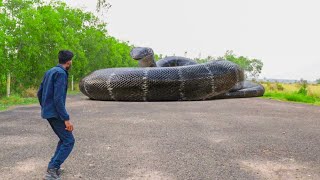 Anaconda Snake Attack In Real Life [upl. by Sheley]