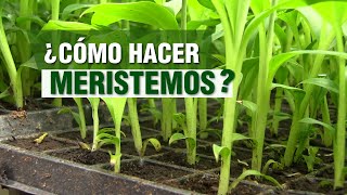 ¿Cómo hacer MERISTEMOS Banano y Plátano [upl. by Naivad]