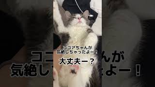 芸人「レギュラーの西川くん」のモノマネをする猫が可愛過ぎました… [upl. by Goober]