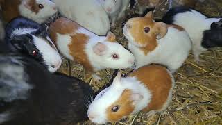 Happy Guinea Pig Squeak Guinea pig wheeking and Guineapig Noises Compilation [upl. by Blanka]