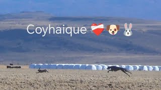 GALGOS EN COYHAIQUE PRIMER DÍA 🐕🐰❤️‍🩹GALGOS EN LA PATAGONIA 2024 [upl. by Jedlicka873]