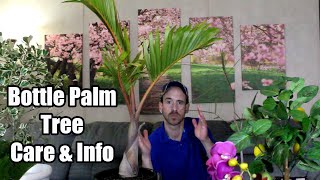 Bottle Palm Tree Care amp Info Hyophorbe lagenicaulis [upl. by Iek]