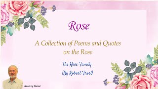 A Collection of Poems and Quotes on the Rose  The Rose Family By Robert Frost Read by Narad [upl. by Ecyob131]