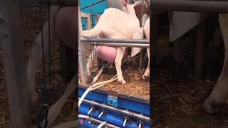 Saanen Goat big milker  saanen Goats milking shorts viralvideo [upl. by Katrina]