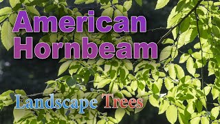 Will an American Hornbeam Tree Grow in Your Your Yard [upl. by Bertha]