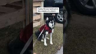 the WORST timing for a husky tantrum husky huskies dogs dogvideo [upl. by Tabor]