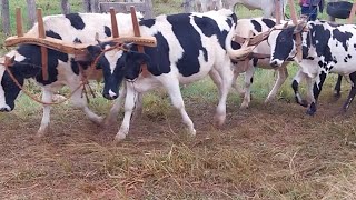 CHEGADA DOS CARREIROS EM CONGONHAL MG VIERAM DEBAIXO DE CHUVA AMOR EM CARREAR [upl. by Nivonod701]