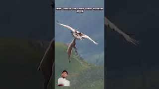 Golden eagle vs Harpy eagles goldeneagle harpyeagle trending viral animals youtubeshorts fyp [upl. by Medina]