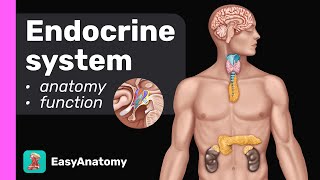 Endocrine system Anatomy amp Physiology Overview [upl. by Ulrich82]