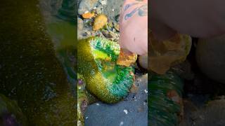 Watch THIS Animal Eat a Stinging Jellyfish shorts [upl. by Frame]