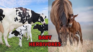 FUN ANIMAL FACTS EP7BABY HERBIVORES [upl. by Leonardo305]