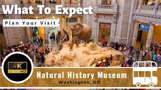 Natural History Museum  Full Tour  Washington DC  Smithsonian 4K [upl. by Neelhsa]