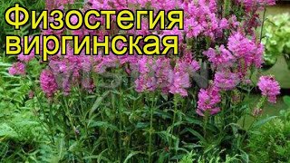 Физостегия виргинская Краткий обзор описание характеристик physostegia virginiana [upl. by Areta]